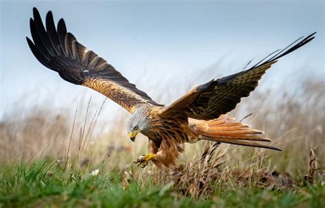 egepur|Egekrat – Naturen i Danmark 